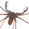 Spider Cave spider Tailless Whip Scorpion