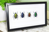 Flower beetles Bits & Bugs 