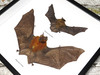  Hipposideros bicolor + Tylonycteris robustula