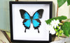 Australian butterfly insect in frame 