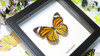 Real Butterfly in shadowbox Danaus genutia Bits&Bugs 