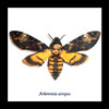 deaths head moth silence of the lambs acherontia atropos