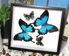 Australian butterflies