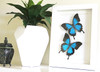 Australian butterfly Bits & Bugs Papilio ulysses