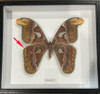 Attacus atlas female # 43 ( special  )