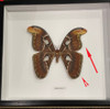 Attacus atlas female # W3 ( special  )