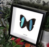 Morpho achilles