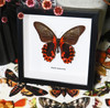 Papilio rumanzovia Bits & Bugs