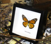Australian butterfly for sale Monarch butterfly Bits&Bugs 