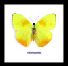 Butterfly Phoebis philea Bits&Bugs 