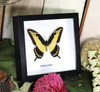 Papilio lycrophon
