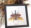 Beetle real bug taxidermy framed Xylotrupes gideon 