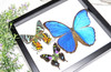 Framed butterflies Bits and Bugs