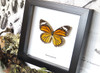 Real Butterfly in shadowbox Danaus genutia Bits&Bugs 