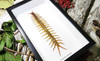 Centipede insect real Scolopendra subspinipes Bits & Bugs