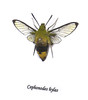 Cephonodes hylas # UY ( special )