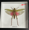  Chondracris rosea  grasshopper # 77 ( special )