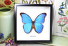 home decor design taxidermy butterfly for sale Morpho amathonte Bits & Bugs