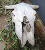 Cow Skull 