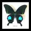 butterfly moth lepidoptera for sale Papilio paris Bits&Bugs 