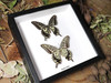  Papilio xuthus 