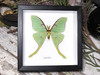 Actias luna