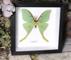 Actias luna