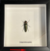  Campostermus auratus ( special )