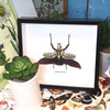 Goliathus orientalis