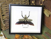 Goliathus orientalis