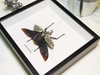 Goliathus orientalis