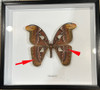  Attacus atlas female # 56 ( special  )