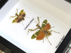 Theopropus elegans + Creobroter urbanus