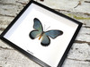 Papilio zalmoxis