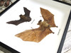 Macroglossus minimus + Tyloncteris pachypus