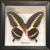 Papilio lormieri dorsal ( special )