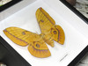 Antheraea yamamai