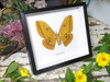 Antheraea yamamai