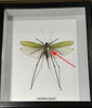 Macrocyrtis corporalis katydid ( special )