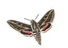 Hyles livornicva