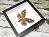  Citheronia splendens 