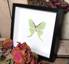 Actias luna male label back  # K ( special  )