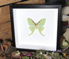 Actias luna male label back  # K ( special  )