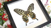 African butterfly Papilio antenor Bits & Bugs