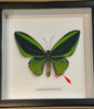 Ornithoptera priamus poseidon MALE # 8  ( special )