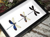 Dragonfly 3