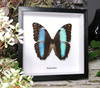 Morpho diedama 