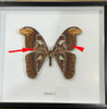 Attacus atlas female # 60 ( special  )