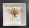 Chondracris rosea  grasshopper small #B2 ( special )