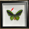 Ornithoptera priamus poseidon MALE # 22 ( special )